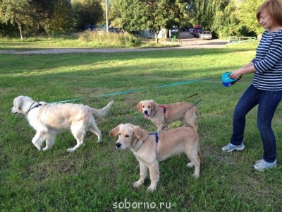Наши верные друзья - собаки - IMG_1277.JPG