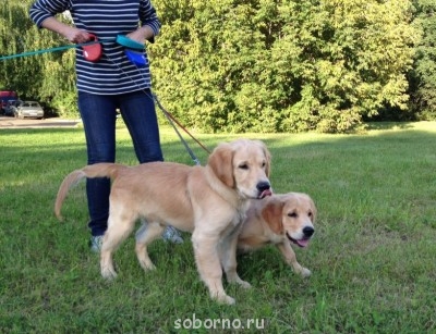 Наши верные друзья - собаки - IMG_1280.JPG