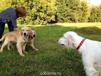 Наши верные друзья - собаки - IMG_1281.JPG