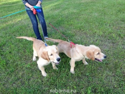 Наши верные друзья - собаки - IMG_1279.JPG