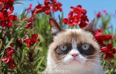 Рога и копыта, весёлая ЗоОфЛуДиЛьНя  - image.jpg