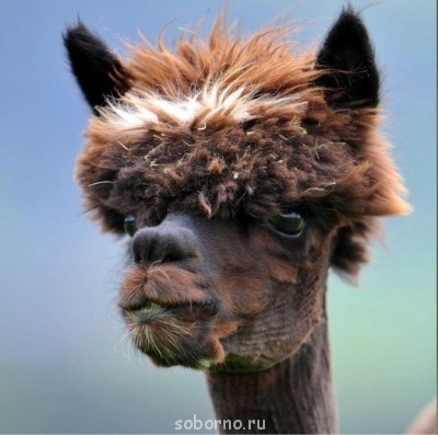 Завалинка - MyBwY0rjpik.jpg