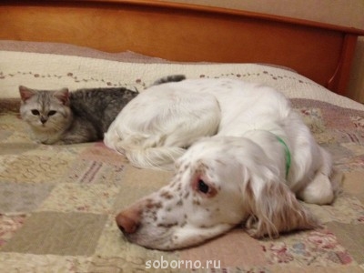 Наши верные друзья - собаки - ifon 191.jpg