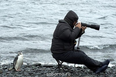 Рога и копыта, весёлая ЗоОфЛуДиЛьНя  - пингвинчик.jpg