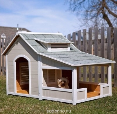 Наши верные друзья - собаки - 2dqJlk45bws.jpg