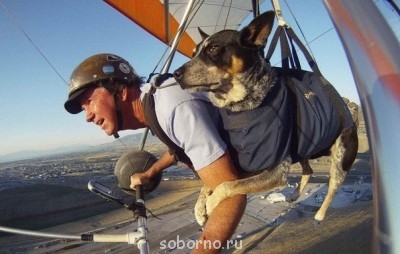 Наши верные друзья - собаки - image.jpg