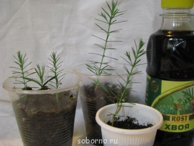 Наша дача и приусадебный участок - c87cc8333c6b.jpg