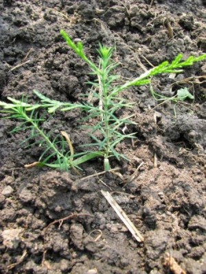 Наша дача и приусадебный участок - 172c718e7aa5.jpg