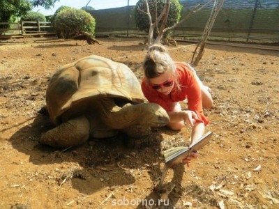 Черепаха - 9XB0Ft3Z1uc.jpg