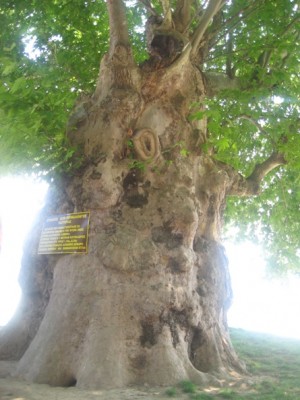 Дуб, которому 900 лет. Его ширина 8 метров.