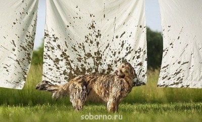 Наши верные друзья - собаки - getImage (4).jpg