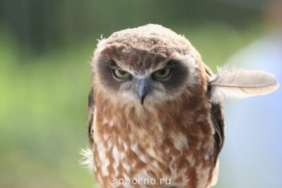 Доброе утро и Спокойной ночи  - image.jpg