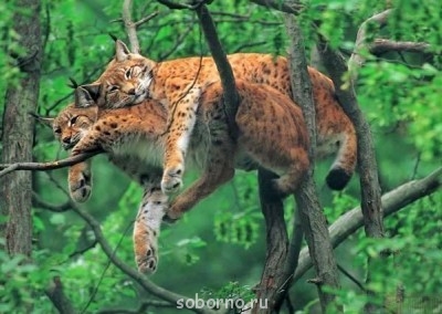 Рога и копыта, весёлая ЗоОфЛуДиЛьНя  - vEcTQaRKm04.jpg