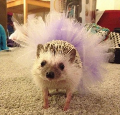 Рога и копыта, весёлая ЗоОфЛуДиЛьНя  - catvshedgehog32[1].jpg