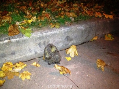 Завалинка - IMG_1540.JPG