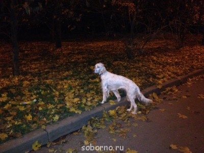 Наши верные друзья - собаки - IMG_1532.JPG