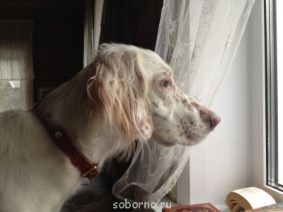 Наши верные друзья - собаки - IMG_1331.JPG