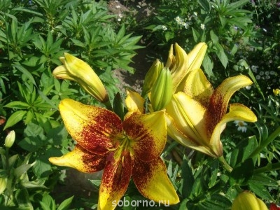 Что Вам поднимает настроение? - P3Ii2-YURsw.jpg