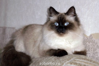 Кошки - очарование МОЁ - CIMG2384.JPG