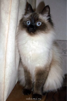 Кошки - очарование МОЁ - CIMG1413.JPG