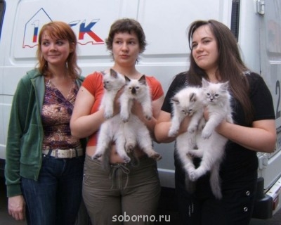 Кошки - очарование МОЁ - kotjata.jpg