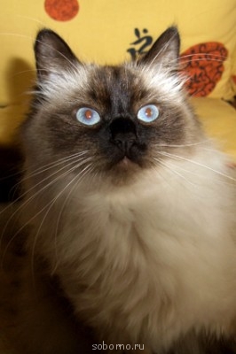 Кошки - очарование МОЁ - CIMG1348.JPG