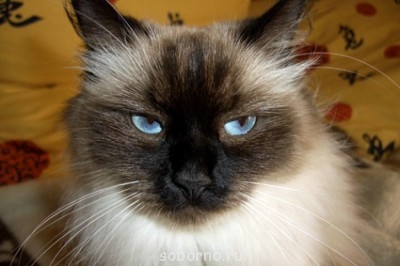 Кошки - очарование МОЁ - CIMG1350.JPG