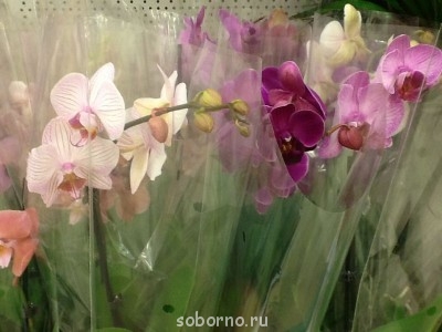 Завалинка - image.jpg