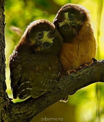 Добрые картинки - poz9zCPIgZc.jpg