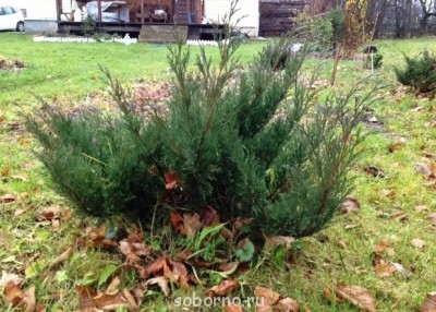 Наша дача и приусадебный участок - фотография (4).JPG