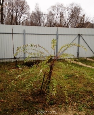 Наша дача и приусадебный участок - фотография (1).JPG