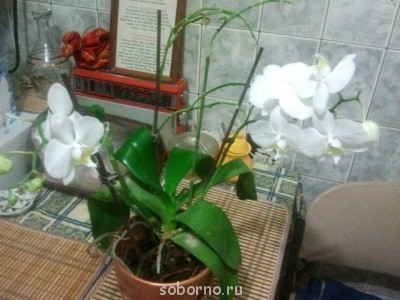 Домашние любимцы комнатные цветы  - 2013-11-02 20.47.43.jpg