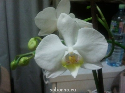 Домашние любимцы комнатные цветы  - 2013-11-02 20.48.36.jpg