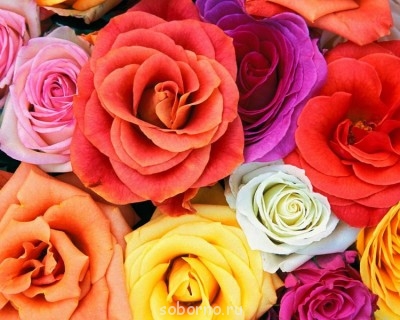 Тема про вес, аппетит и здоровье - Love_Blooms_Roses_Bunch_Of_Flowers.jpg