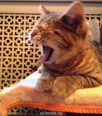 Кошки - очарование МОЁ - IMG_1843.JPG