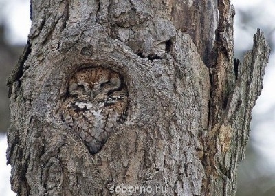 Добрые картинки - сова.jpg