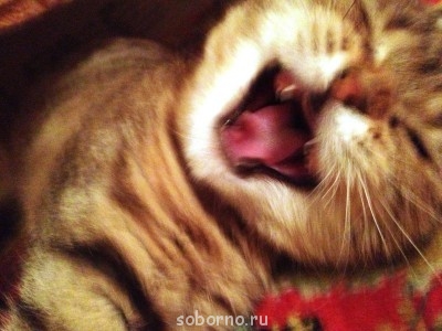 Кошки - очарование МОЁ - IMG_1879.JPG