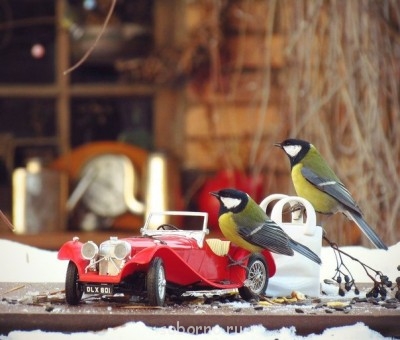 Добрые картинки - синички1.jpg