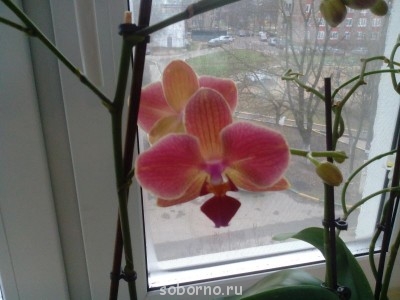 Домашние любимцы комнатные цветы  - IMG_20131123_115637.jpg