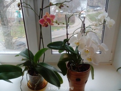 Домашние любимцы комнатные цветы  - IMG_20131123_115605.jpg