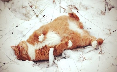 Добрые картинки - 1c3VWCyKDsA.jpg