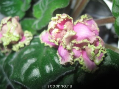 Домашние любимцы комнатные цветы  - IMG_2150.jpg