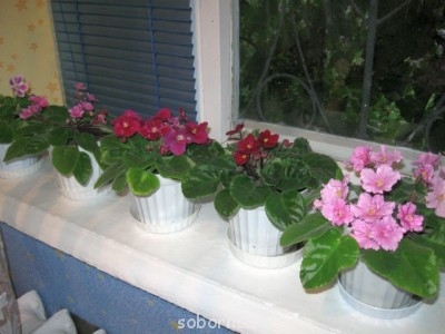 Домашние любимцы комнатные цветы  - IMG_1897.jpg