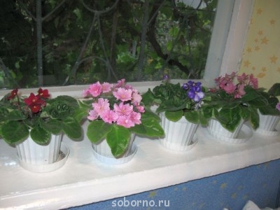 Домашние любимцы комнатные цветы  - IMG_1898.jpg