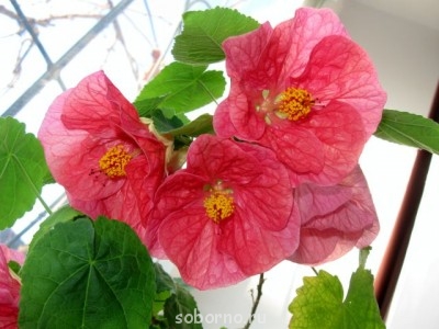 Домашние любимцы комнатные цветы  - IMG_2146.jpg