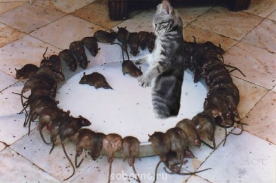 Рога и копыта, весёлая ЗоОфЛуДиЛьНя  - getImage (2).jpg