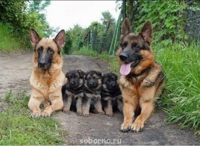 Наши верные друзья - собаки - image.jpg