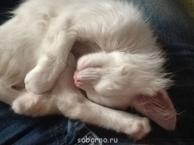 Они такие забавные смешные фото и видео  - image.jpg