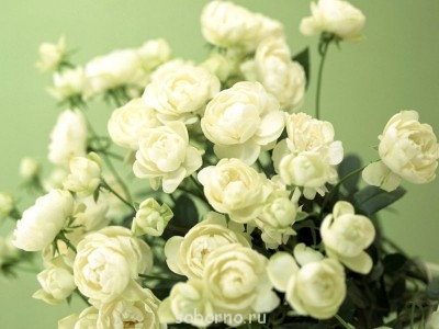 Обнажённые корни в асфальте...СергейСт - picture_77.jpg