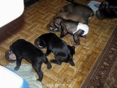 Они такие забавные смешные фото и видео  - L2obQPPYLz8.jpg